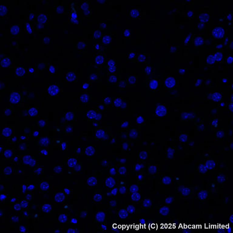 Immunohistochemistry (Formalin/PFA-fixed paraffin-embedded sections) - Alexa Fluor® 488 Anti-Carbonic Anhydrase 8/CA8 antibody [EPR29175-67] (AB324297)