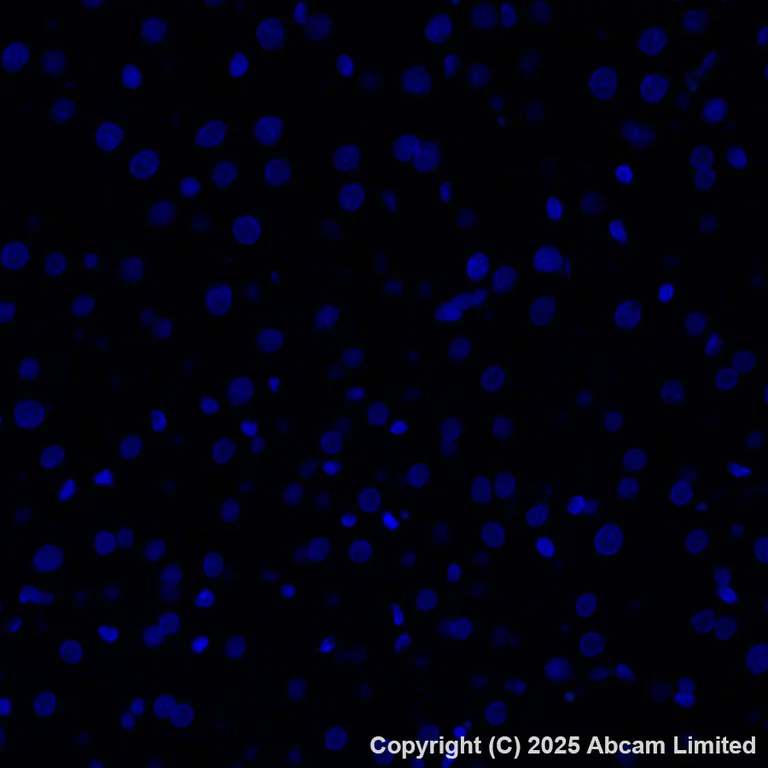 Immunohistochemistry (Formalin/PFA-fixed paraffin-embedded sections) - Alexa Fluor® 488 Anti-Carbonic Anhydrase 8/CA8 antibody [EPR29175-67] (AB324297)