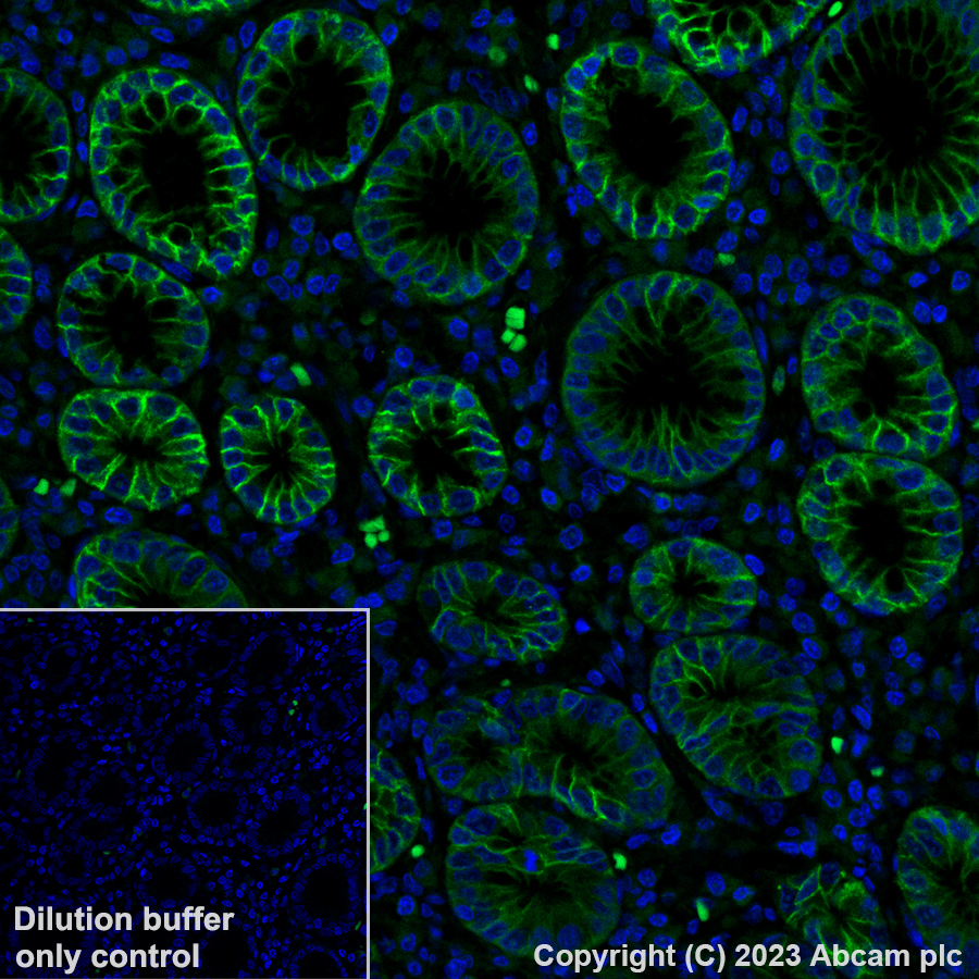 アレクサ AF 488 azide | CAS#:1679326-36-3 (with azidohexyl group)