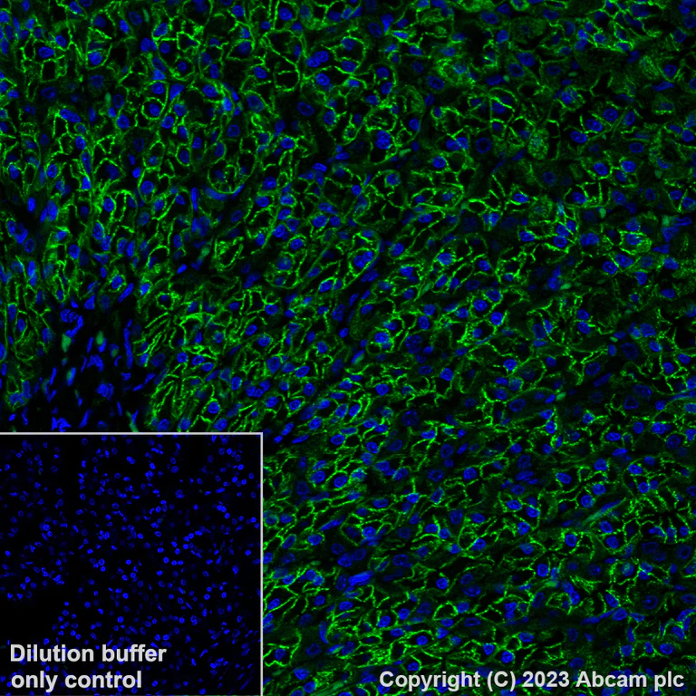 アレクサ AF 488 azide | CAS#:1679326-36-3 (with azidohexyl group)