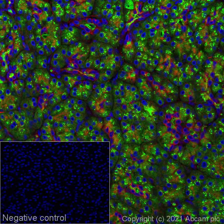 Immunohistochemistry (Formalin/PFA-fixed paraffin-embedded sections) - Alexa Fluor® 488 Anti-Carboxypeptidase A antibody [EPR24384-69] (AB282670), expandable thumbnail