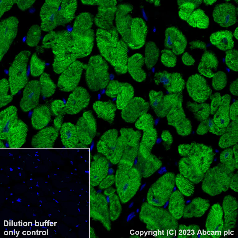 Immunohistochemistry (Formalin/PFA-fixed paraffin-embedded sections) - Alexa Fluor® 488 Anti-Cardiac Troponin T antibody [EPR20266] (AB314676)