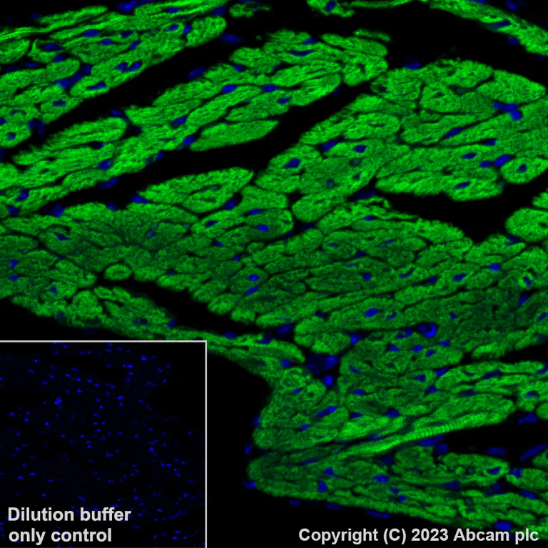 Immunohistochemistry (Formalin/PFA-fixed paraffin-embedded sections) - Alexa Fluor® 488 Anti-Cardiac Troponin T antibody [EPR20266] (AB314676)