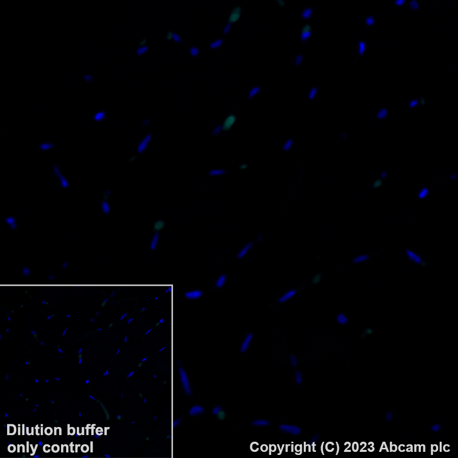 Immunohistochemistry (Formalin/PFA-fixed paraffin-embedded sections) - Alexa Fluor® 488 Anti-Cardiac Troponin T antibody [EPR20266] (AB314676)