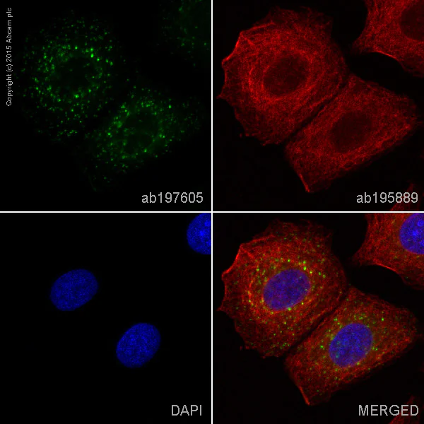 Immunocytochemistry/ Immunofluorescence - Alexa Fluor® 488 Anti-Cathepsin D antibody [EPR3057Y] (AB197605)