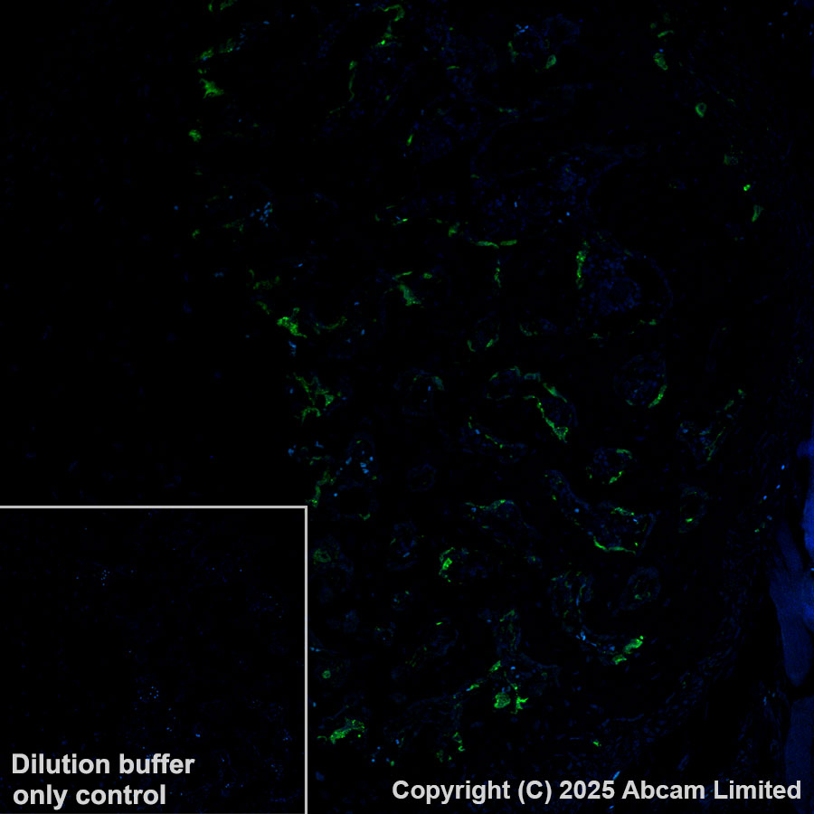 Immunohistochemistry (Formalin/PFA-fixed paraffin-embedded sections) - Alexa Fluor® 488 Anti-Cathepsin K antibody [EPR24829-101] (AB324070), expandable thumbnail