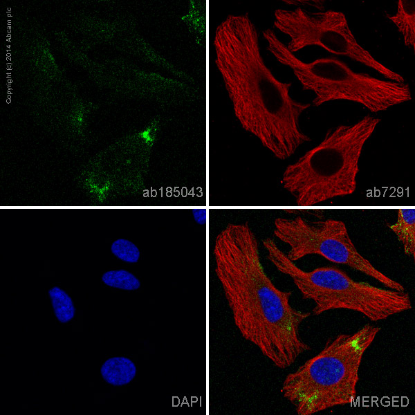 Immunocytochemistry/ Immunofluorescence - Alexa Fluor® 488 Anti-Caveolin-1 antibody [E249] - Caveolae Marker (AB185043)