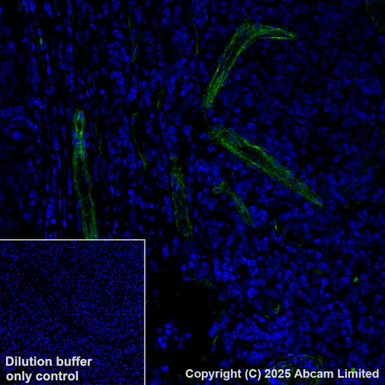 Immunohistochemistry (Formalin/PFA-fixed paraffin-embedded sections) - Alexa Fluor® 488 Anti-Caveolin-1 antibody [E249] - Caveolae Marker (AB185043)