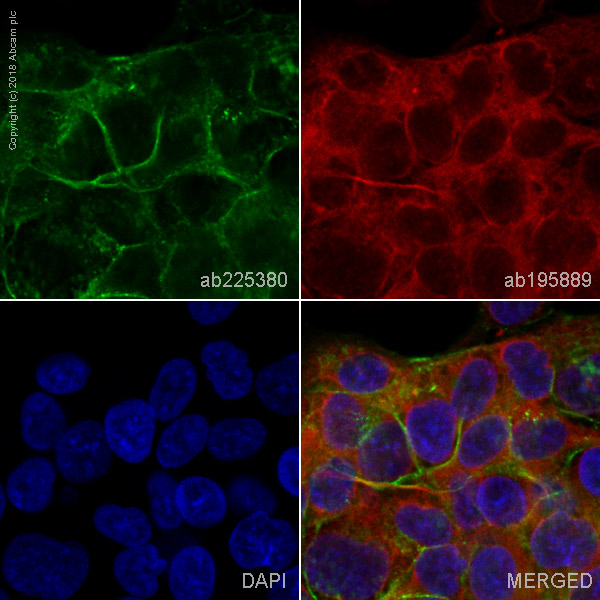 Immunocytochemistry/ Immunofluorescence - Alexa Fluor® 488 Anti-Caveolin-1 antibody [EPR15554] - N-terminal - Caveolae Marker (AB225380), expandable thumbnail