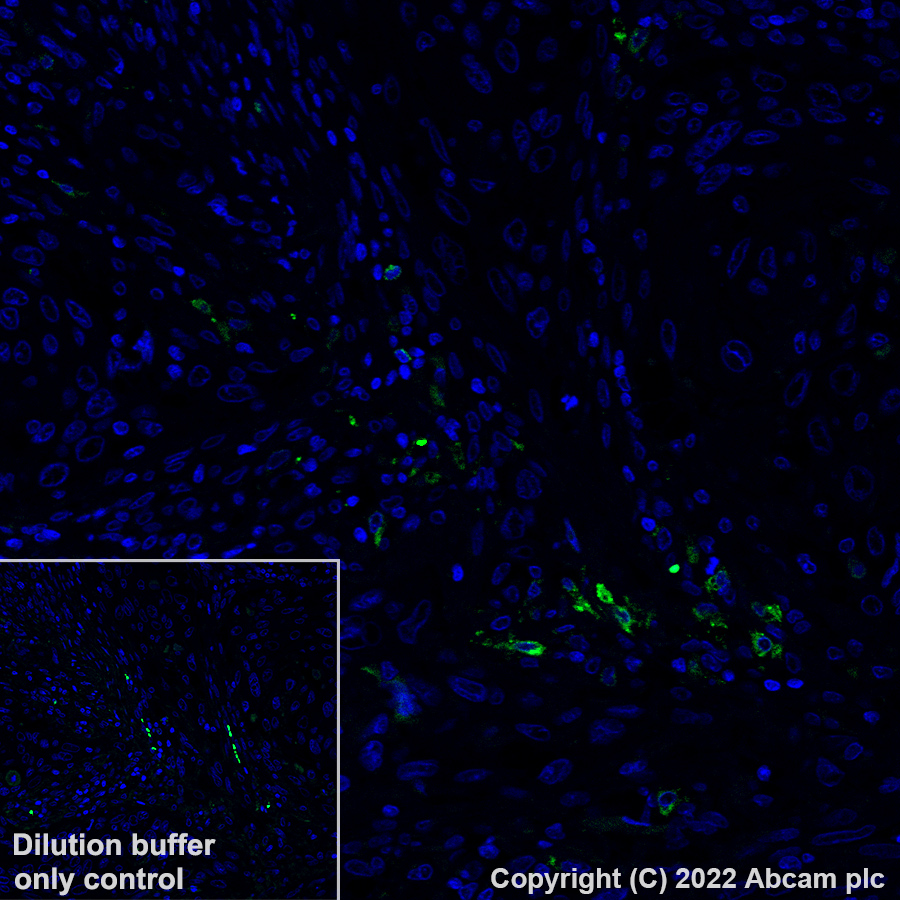 Immunohistochemistry (Formalin/PFA-fixed paraffin-embedded sections) - Alexa Fluor® 488 Anti-CCL18 antibody [EPR24781-84] (AB307628), expandable thumbnail