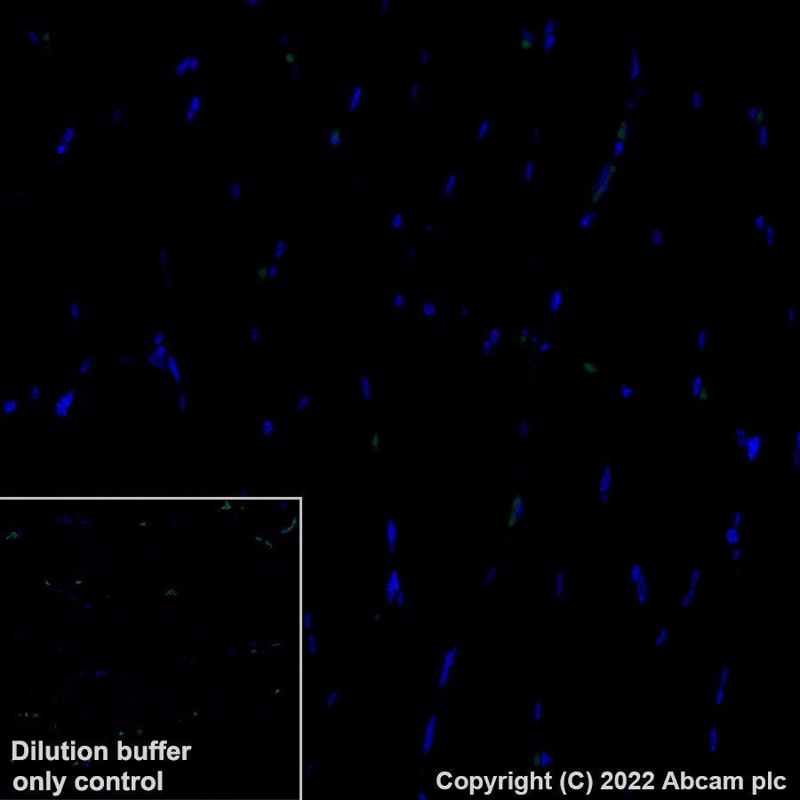 Immunohistochemistry (Formalin/PFA-fixed paraffin-embedded sections) - Alexa Fluor® 488 Anti-CCL18 antibody [EPR24781-84] (AB307628), expandable thumbnail