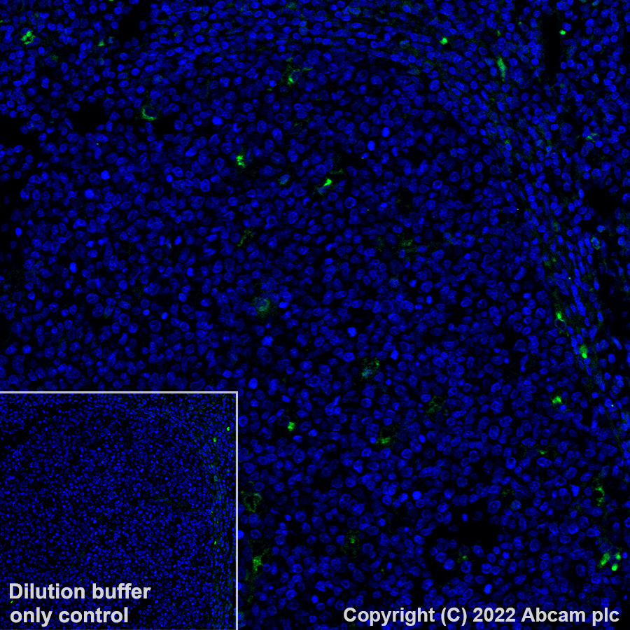 Immunohistochemistry (Formalin/PFA-fixed paraffin-embedded sections) - Alexa Fluor® 488 Anti-CCL18 antibody [EPR24781-84] (AB307628), expandable thumbnail