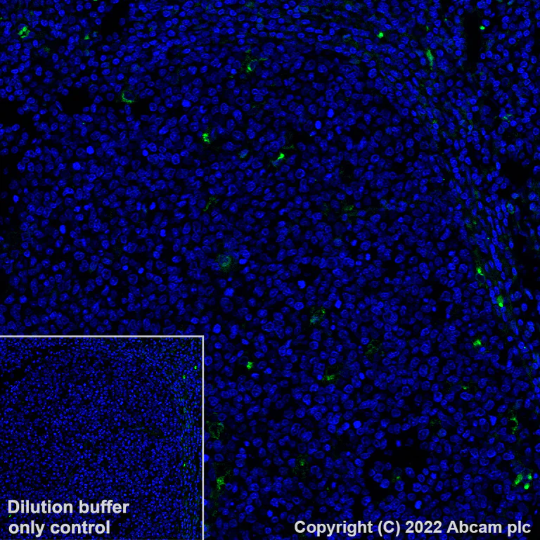 Immunohistochemistry (Formalin/PFA-fixed paraffin-embedded sections) - Alexa Fluor® 488 Anti-CCL18 antibody [EPR24781-84] (AB307628)