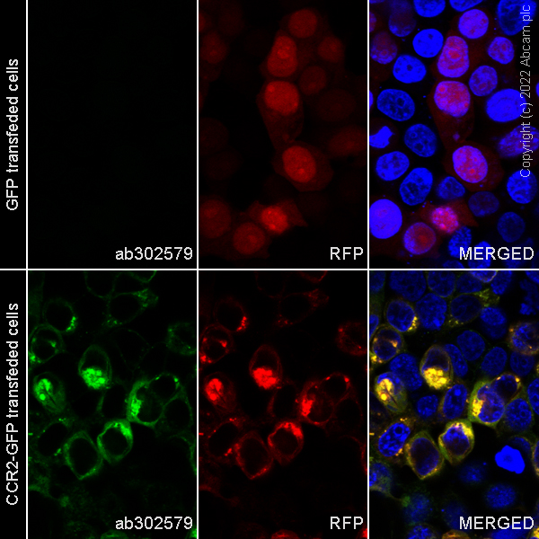Immunocytochemistry - Alexa Fluor® 488 Anti-CCR2 antibody [EPR20844-15] (AB302579), expandable thumbnail