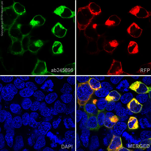 Immunocytochemistry/ Immunofluorescence - Alexa Fluor® 488 Anti-CCR2 antibody [EPR20844] (AB245896), expandable thumbnail