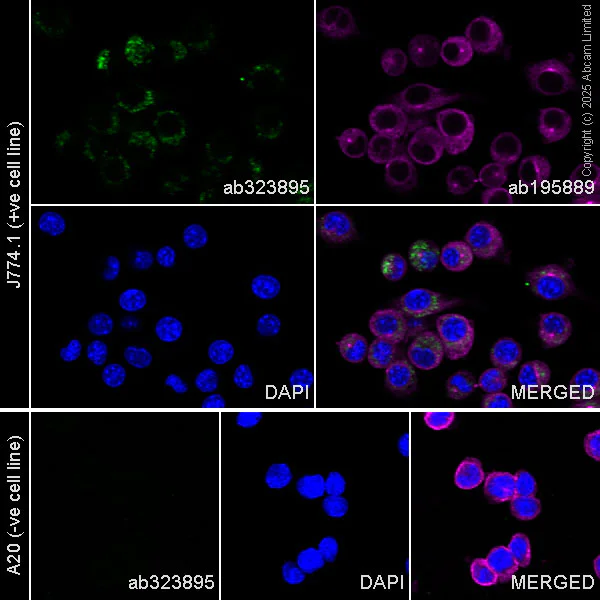 Immunocytochemistry/ Immunofluorescence - Alexa Fluor® 488 Anti-CCR3 antibody [EPR27419-30] (AB323895)