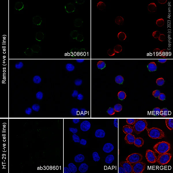 Immunocytochemistry/ Immunofluorescence - Alexa Fluor® 488 Anti-CD10 antibody [EPR22867-118] (AB308601)