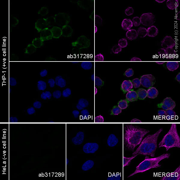 Immunocytochemistry/ Immunofluorescence - Alexa Fluor® 488 Anti-CD11a antibody [EPR26928-111A] (AB317289)