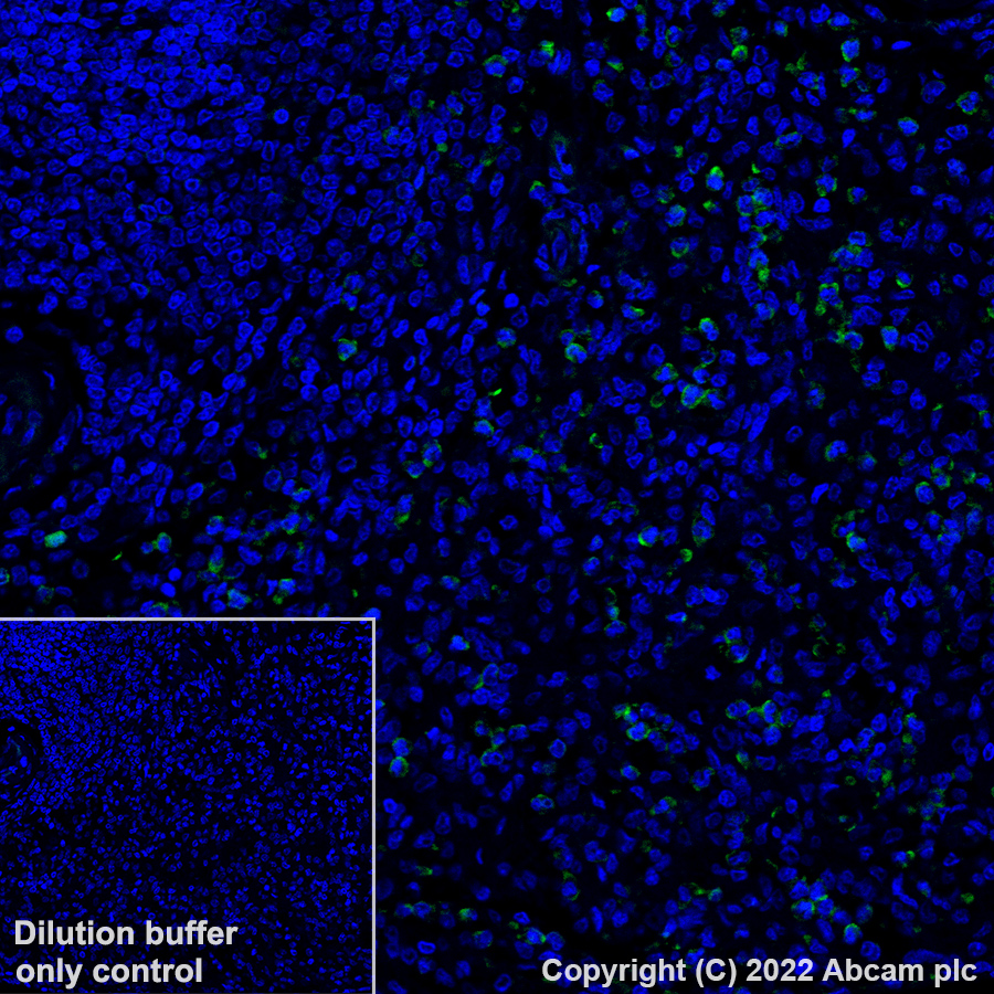 Immunohistochemistry (Formalin/PFA-fixed paraffin-embedded sections) - Alexa Fluor® 488 Anti-CD11b antibody [EPR1344] (AB307387), expandable thumbnail