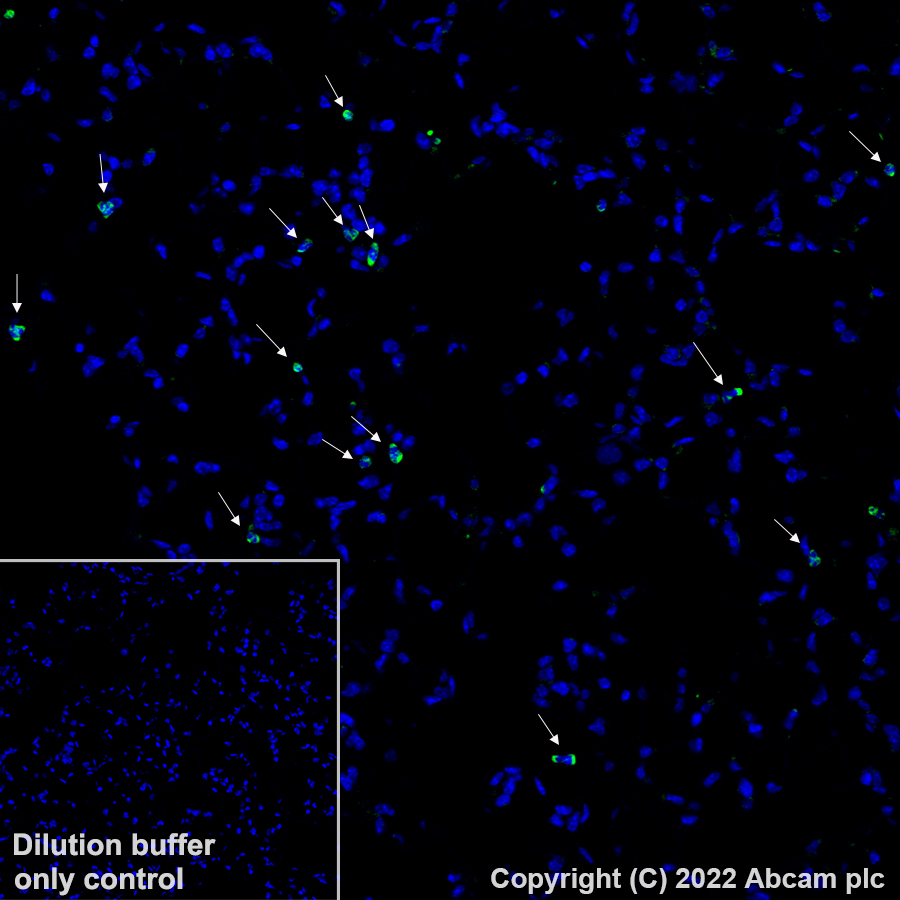 Immunohistochemistry (Formalin/PFA-fixed paraffin-embedded sections) - Alexa Fluor® 488 Anti-CD11b antibody [EPR1344] (AB307387), expandable thumbnail