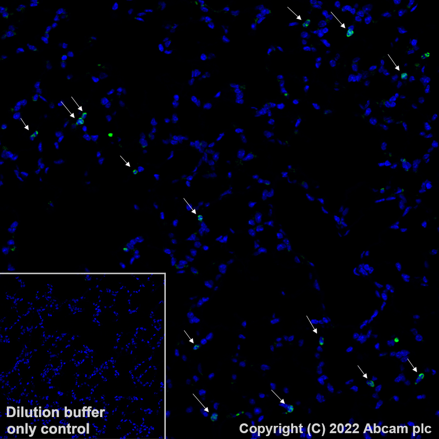 Immunohistochemistry (Formalin/PFA-fixed paraffin-embedded sections) - Alexa Fluor® 488 Anti-CD11b antibody [EPR1344] (AB307387), expandable thumbnail