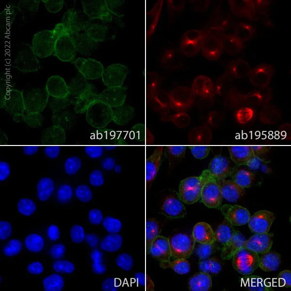 Immunocytochemistry/ Immunofluorescence - Alexa Fluor® 488 Anti-CD11b antibody [M1/70] (AB197701)
