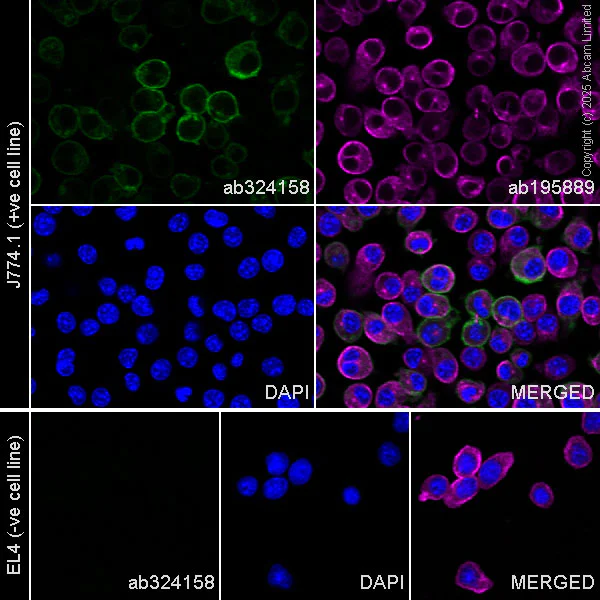 Immunocytochemistry/ Immunofluorescence - Alexa Fluor® 488 Anti-CD13 antibody [EPR27472-288] (AB324158)