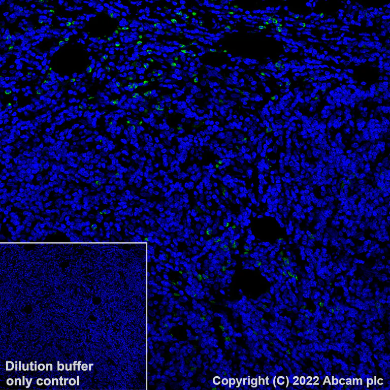 Immunohistochemistry (Formalin/PFA-fixed paraffin-embedded sections) - Alexa Fluor® 488 Anti-CD134 / OX40L receptor antibody [EPR23001-88] (AB305362)