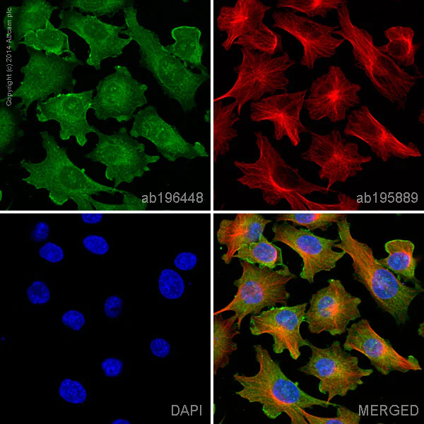 Immunocytochemistry/ Immunofluorescence - Alexa Fluor® 488 Anti-CD146 antibody [EPR3208] (AB196448)