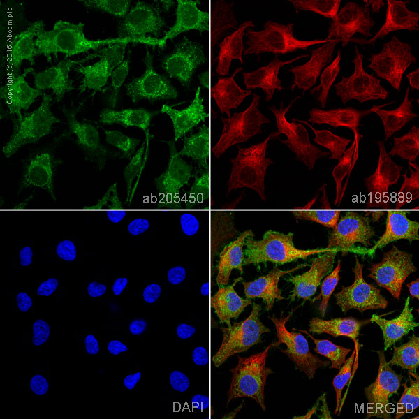 Immunocytochemistry/ Immunofluorescence - Alexa Fluor® 488 Anti-CD147 antibody [EPR4053] (AB205450), expandable thumbnail