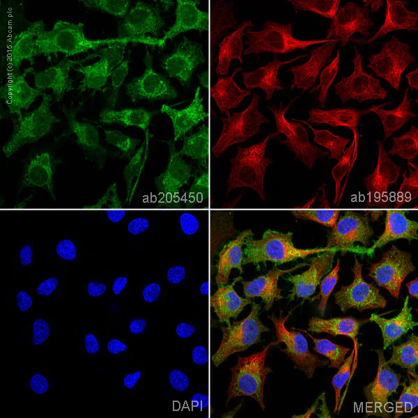 Immunocytochemistry/ Immunofluorescence - Alexa Fluor® 488 Anti-CD147 antibody [EPR4053] (AB205450)