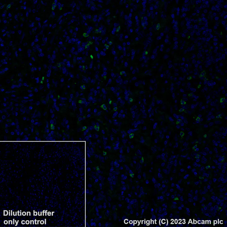 Immunohistochemistry (Formalin/PFA-fixed paraffin-embedded sections) - Alexa Fluor® 488 Anti-CD15 antibody [EPR9521] (AB313399)