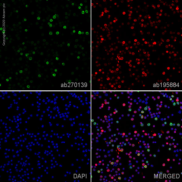 Immunocytochemistry - Alexa Fluor® 488 Anti-CD16 antibody [EPR22409-124] (AB270139)