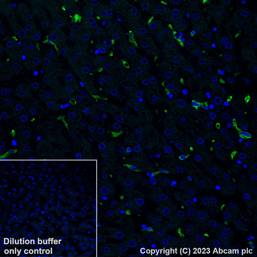 Immunohistochemistry (Formalin/PFA-fixed paraffin-embedded sections) - Alexa Fluor® 488 Anti-CD163 antibody [EPR19518] (AB313665), expandable thumbnail