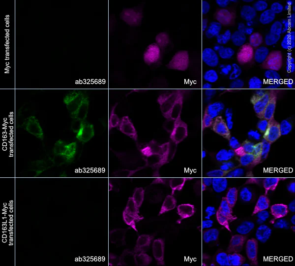 Immunocytochemistry/ Immunofluorescence - Alexa Fluor® 488 Anti-CD163 antibody [EPR29058-507] (AB325689)