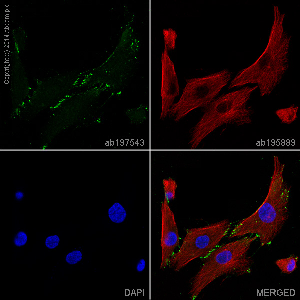 Immunocytochemistry/ Immunofluorescence - Alexa Fluor® 488 Anti-CD166 antibody [EPR2759(2)] (AB197543), expandable thumbnail