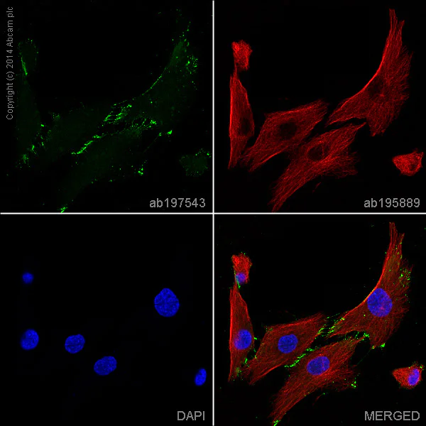 Immunocytochemistry/ Immunofluorescence - Alexa Fluor® 488 Anti-CD166 antibody [EPR2759(2)] (AB197543)