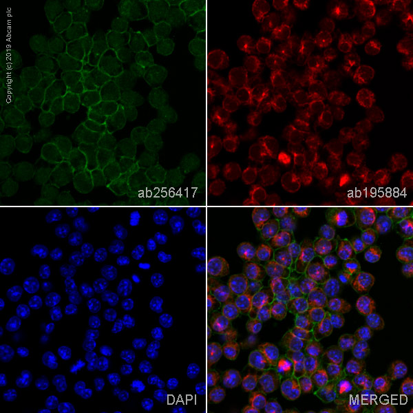 Immunocytochemistry/ Immunofluorescence - Alexa Fluor® 488 Anti-CD16+CD32 antibody [93] (AB256417), expandable thumbnail