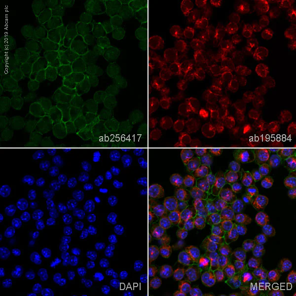 Immunocytochemistry/ Immunofluorescence - Alexa Fluor® 488 Anti-CD16+CD32 antibody [93] (AB256417)