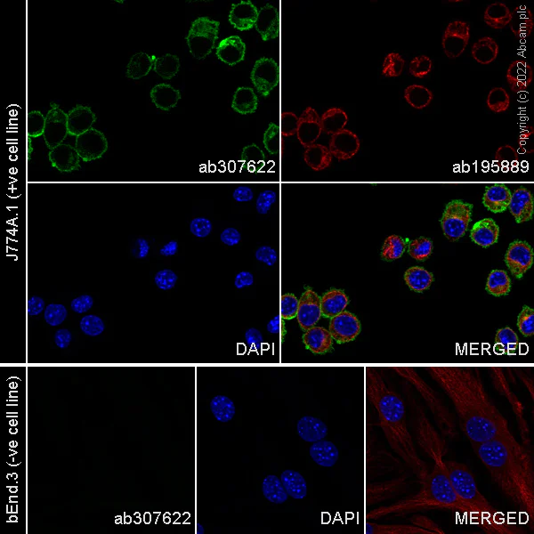 Immunocytochemistry/ Immunofluorescence - Alexa Fluor® 488 Anti-CD16+CD32 antibody [EPR23501-203] (AB307622)