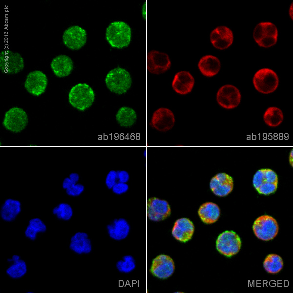 Immunocytochemistry/ Immunofluorescence - Alexa Fluor® 488 Anti-CD19 antibody [EPR5906] (AB196468), expandable thumbnail