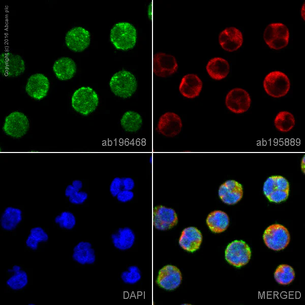 Immunocytochemistry/ Immunofluorescence - Alexa Fluor® 488 Anti-CD19 antibody [EPR5906] (AB196468)