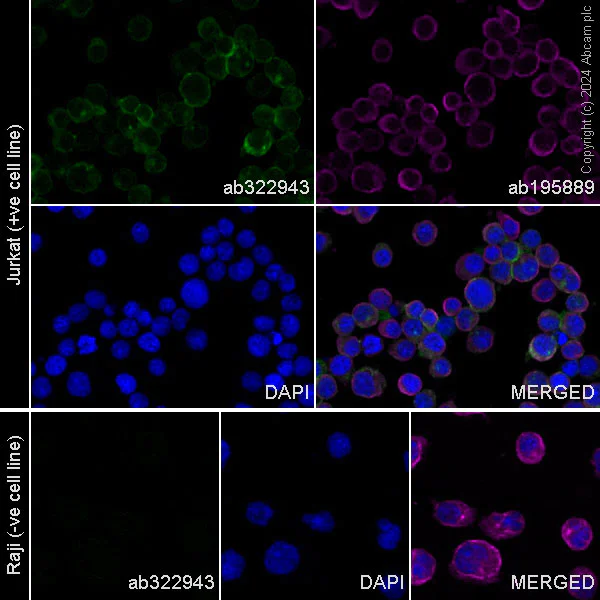 Immunocytochemistry/ Immunofluorescence - Alexa Fluor® 488 Anti-CD2 antibody [EPR27426-17] (AB322943)