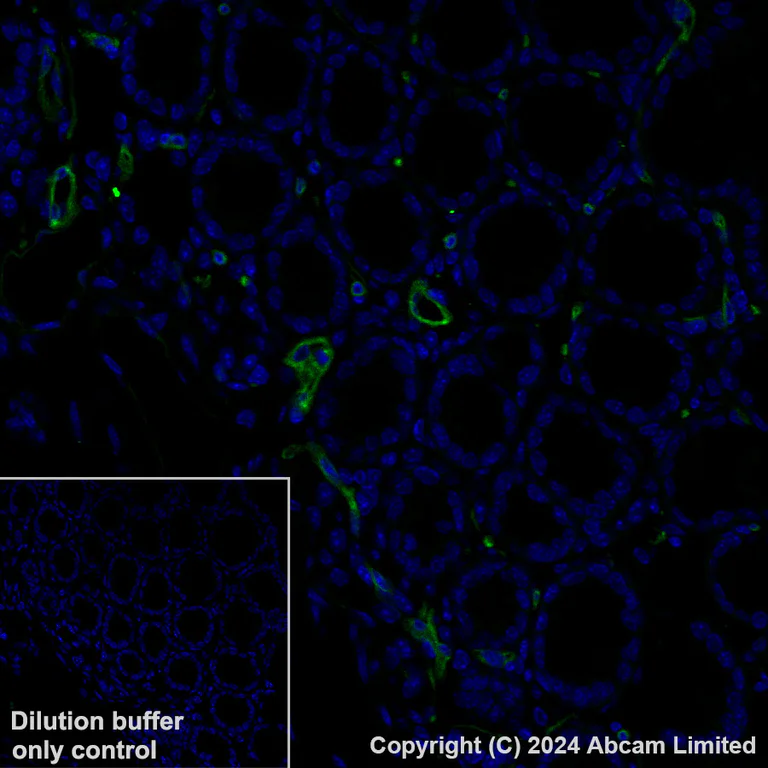 Immunohistochemistry (Formalin/PFA-fixed paraffin-embedded sections) - Alexa Fluor® 488 Anti-CD200 / OX2 antibody [EPR28087-82] (AB322945)