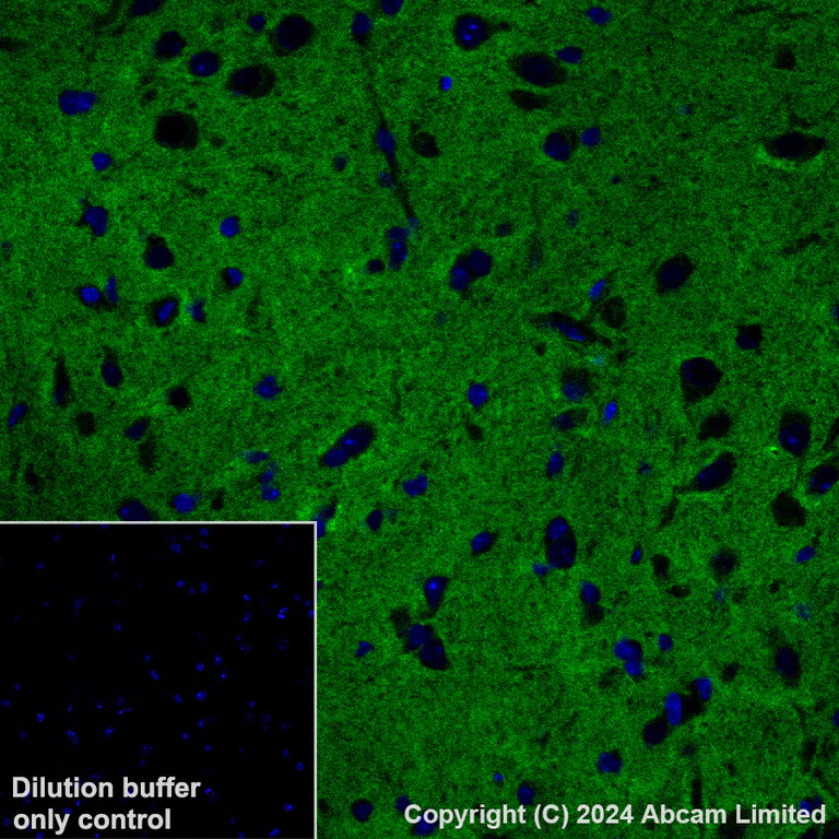 Immunohistochemistry (Formalin/PFA-fixed paraffin-embedded sections) - Alexa Fluor® 488 Anti-CD200 / OX2 antibody [EPR28087-82] (AB322945)