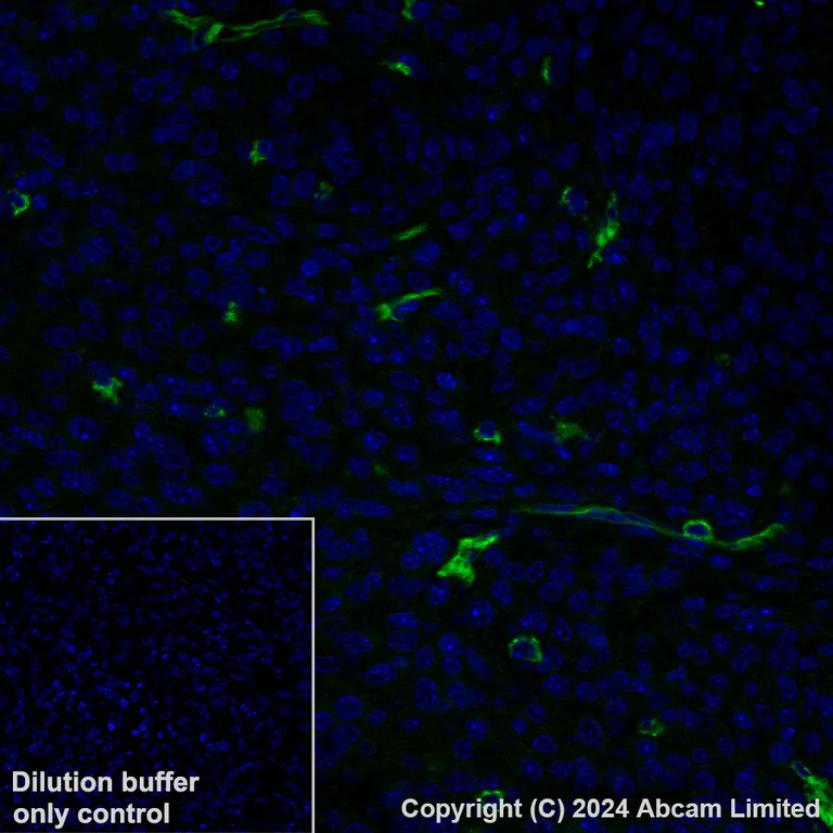 Immunohistochemistry (Formalin/PFA-fixed paraffin-embedded sections) - Alexa Fluor® 488 Anti-CD200 / OX2 antibody [EPR28087-82] (AB322945)