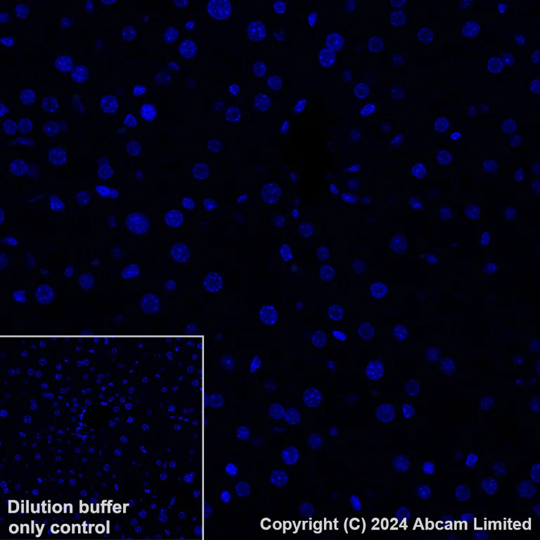 Immunohistochemistry (Formalin/PFA-fixed paraffin-embedded sections) - Alexa Fluor® 488 Anti-CD200 / OX2 antibody [EPR28087-82] (AB322945)