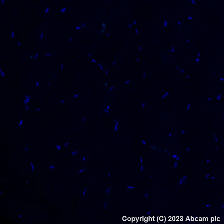 Immunohistochemistry (Formalin/PFA-fixed paraffin-embedded sections) - Alexa Fluor® 488 Anti-CD206 antibody [EPR22489-7] (AB313398)