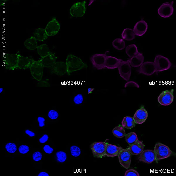 Immunocytochemistry/ Immunofluorescence - Alexa Fluor® 488 Anti-CD24 antibody [EPR26528-17] (AB324071)