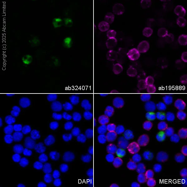 Immunocytochemistry/ Immunofluorescence - Alexa Fluor® 488 Anti-CD24 antibody [EPR26528-17] (AB324071)